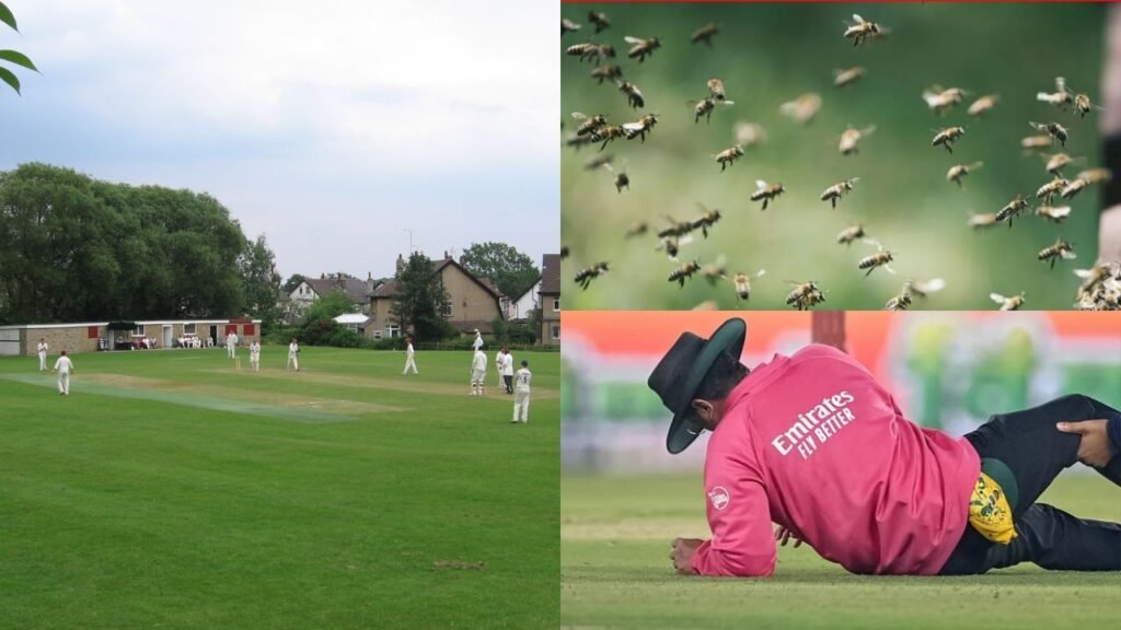 T20 वर्ल्ड कप के बीच क्रिकेट जगत में मातम: मधुमक्खियों के हमले में अंपायर की दर्दनाक मौत